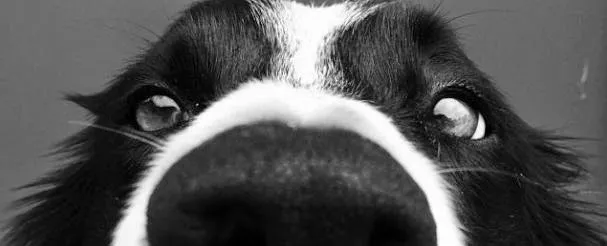 cachorro, imagem de cachorro, blog, blogger, blogando, cotidiano, blá blá blá, tendências,